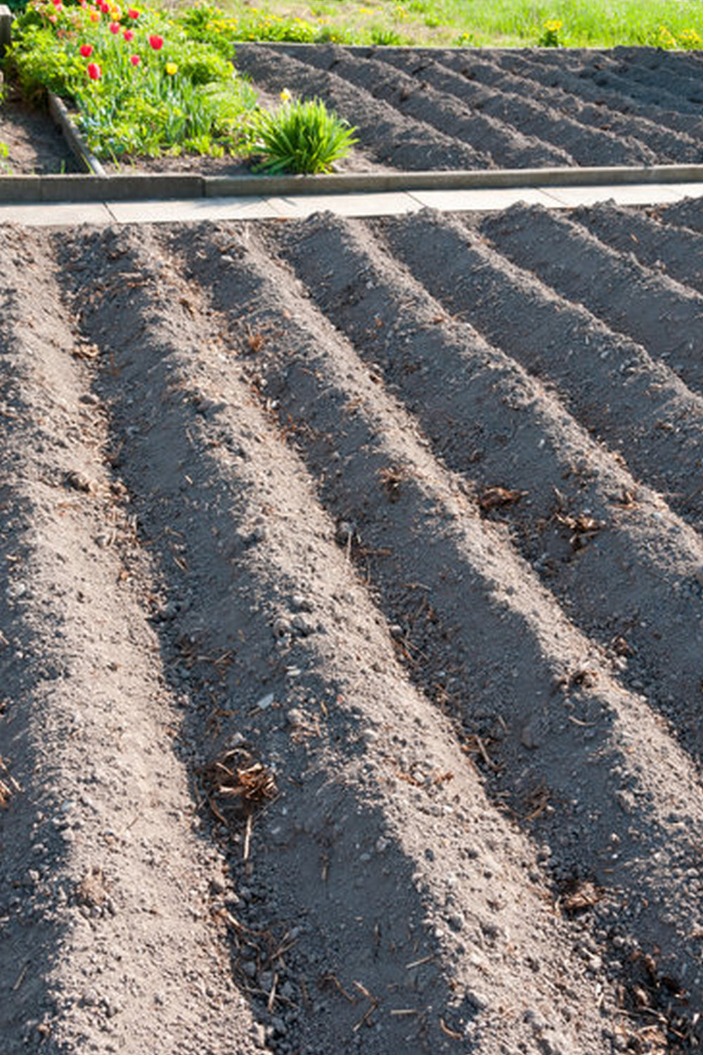 Vibrant and diverse Russian vegetable gardens showcase traditional crops and unique growing techniques