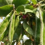Delicious Better Homes and Gardens Beef Vegetable Soup with hearty chunks of beef and fresh garden vegetables