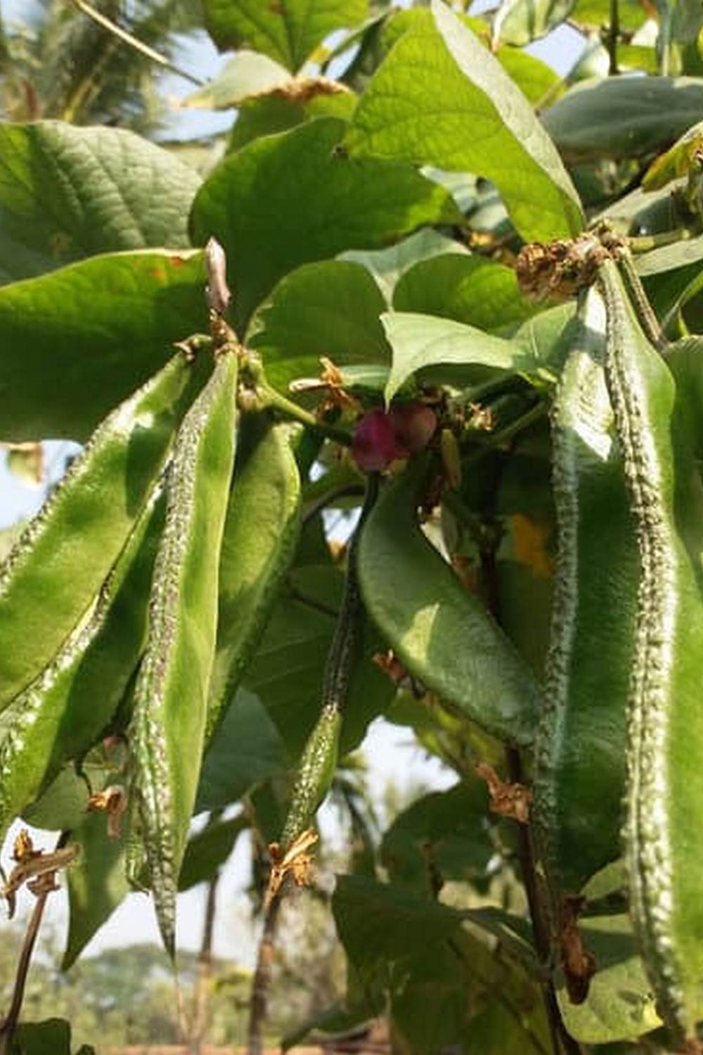 Delicious Better Homes and Gardens Beef Vegetable Soup with hearty chunks of beef and fresh garden vegetables