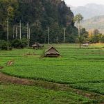 Vibrant organic vegetable gardens cultivating an array of fresh, sustainable produce
