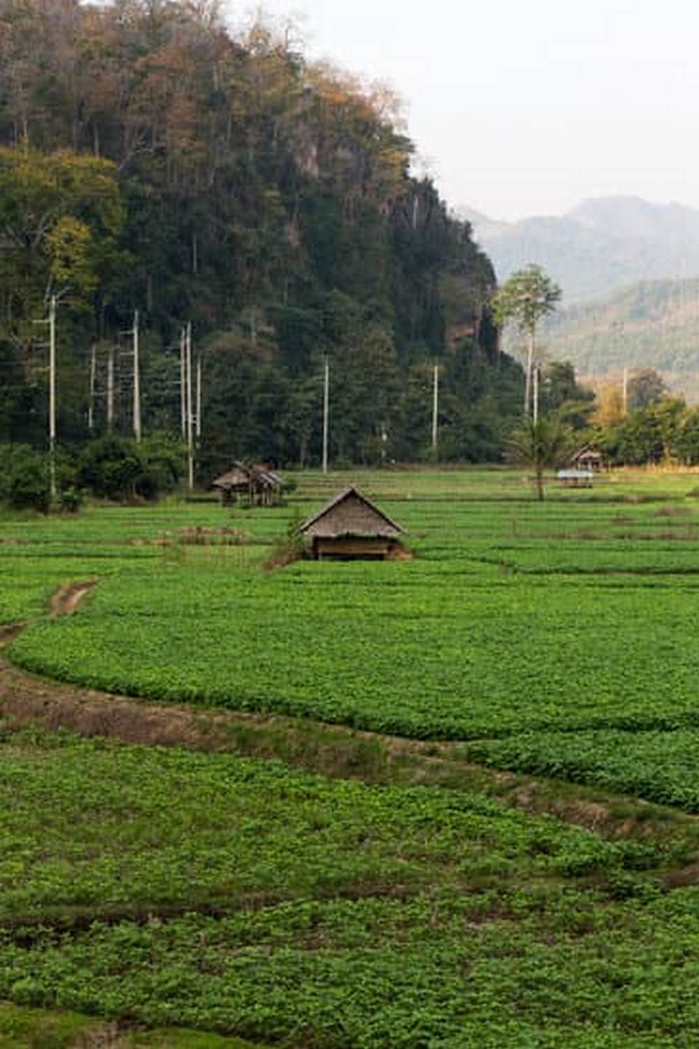 Vibrant organic vegetable gardens cultivating an array of fresh, sustainable produce