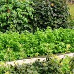 maximizing space, growing vertically, companion planting for efficient growth