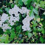 Edward C. Smith Vegetable Gardener - author of best-selling gardening books and renowned organic gardening expert