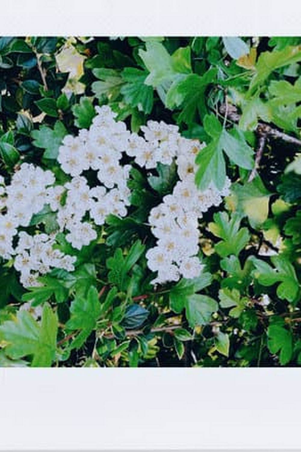 Edward C. Smith Vegetable Gardener - author of best-selling gardening books and renowned organic gardening expert