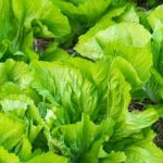 Is Roundup Safe to Use in Vegetable Gardens - Consider Potential Health and Environmental Risks