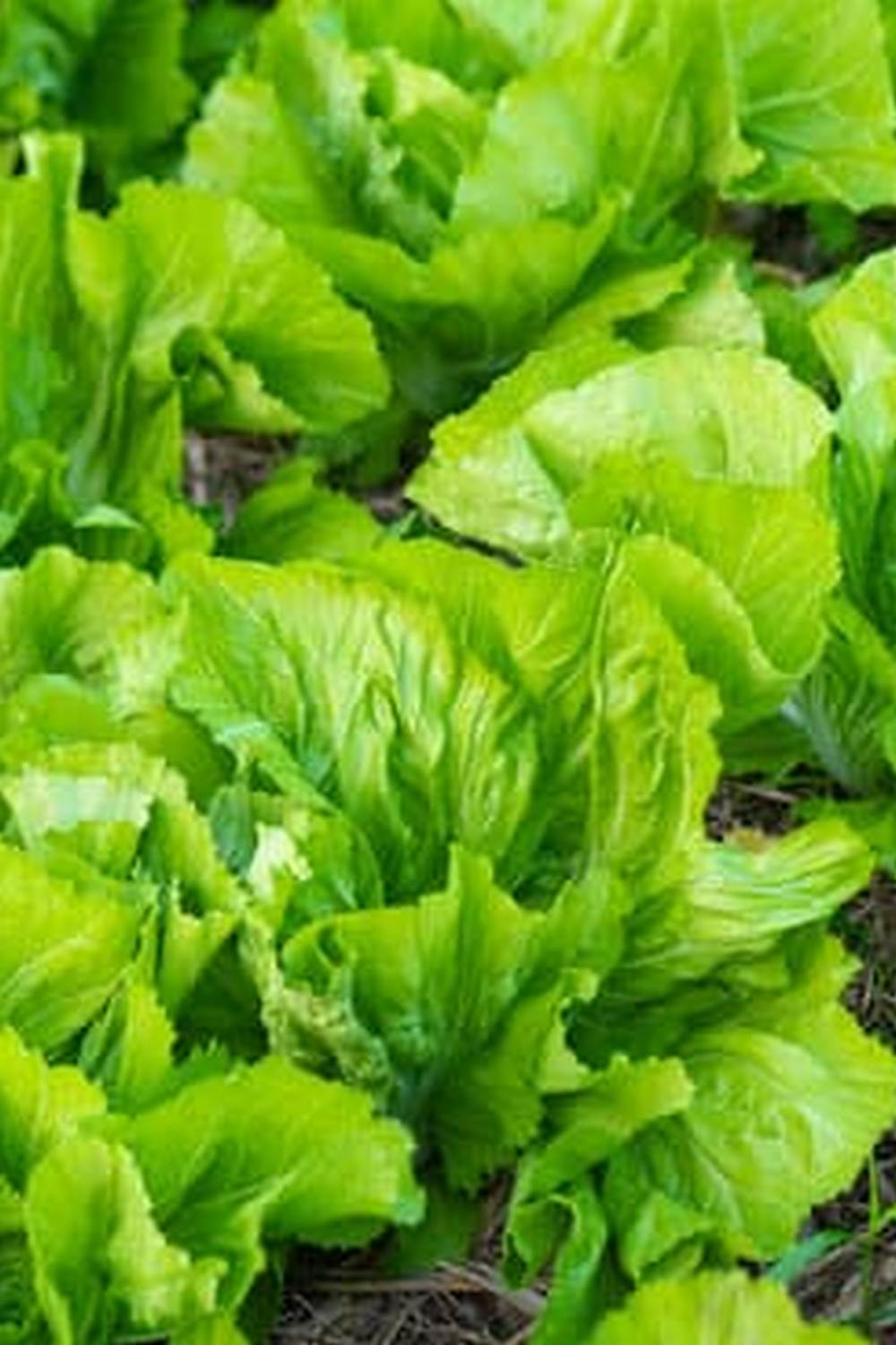 Is Roundup Safe to Use in Vegetable Gardens - Consider Potential Health and Environmental Risks