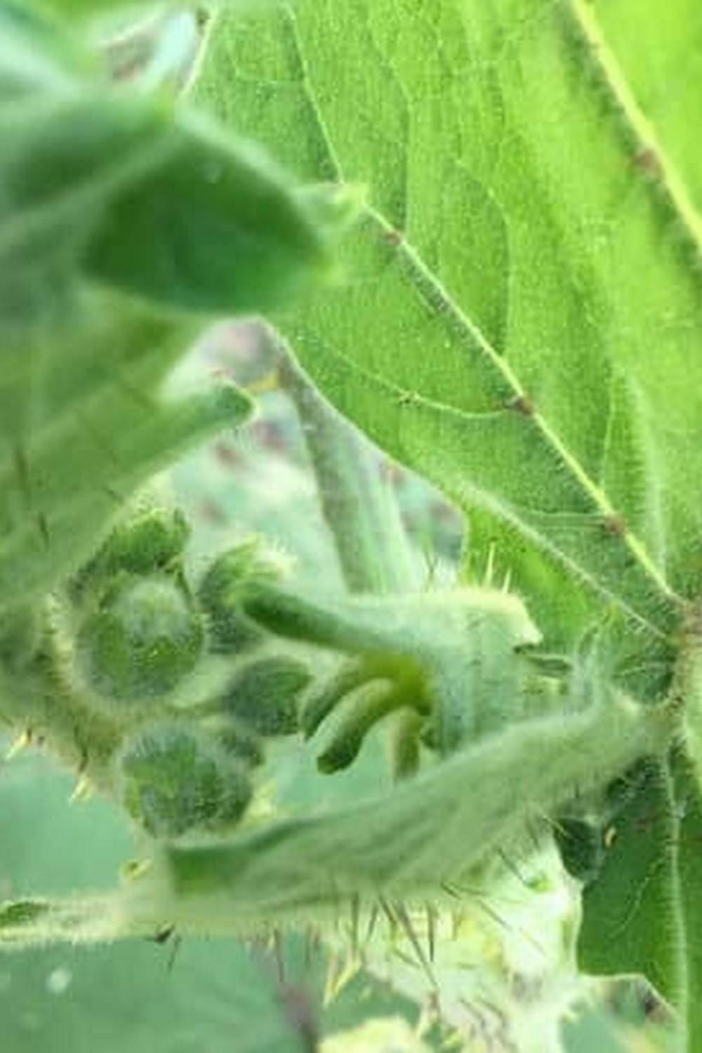 Get expert organic vegetable gardening tips for beginners and green thumbs alike