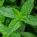 A Guide to Growing in Small Spaces