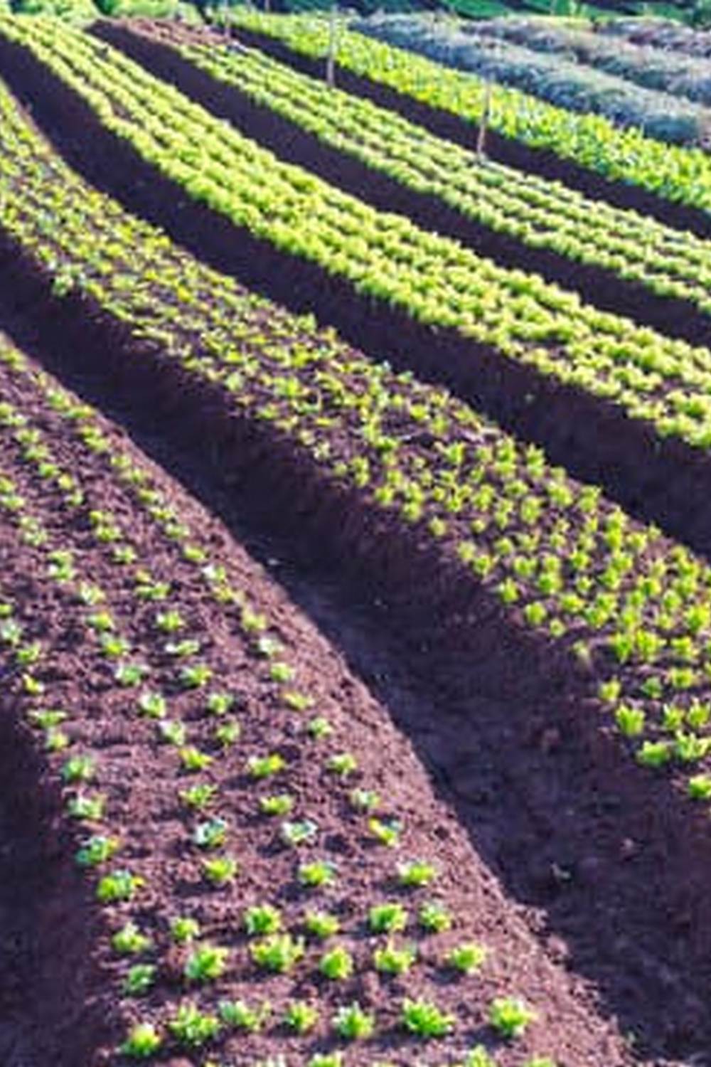 Cultivate a Bountiful Harvest in the Pacific Northwest