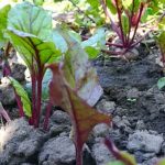 Explore home gardening vegetables articles for expert tips and tricks on growing your own produce