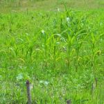 Sustainable vegetable garden showcasing eco-friendly practices and organic produce