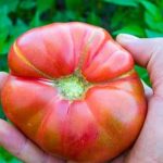 Tips for Growing in the Sunshine State