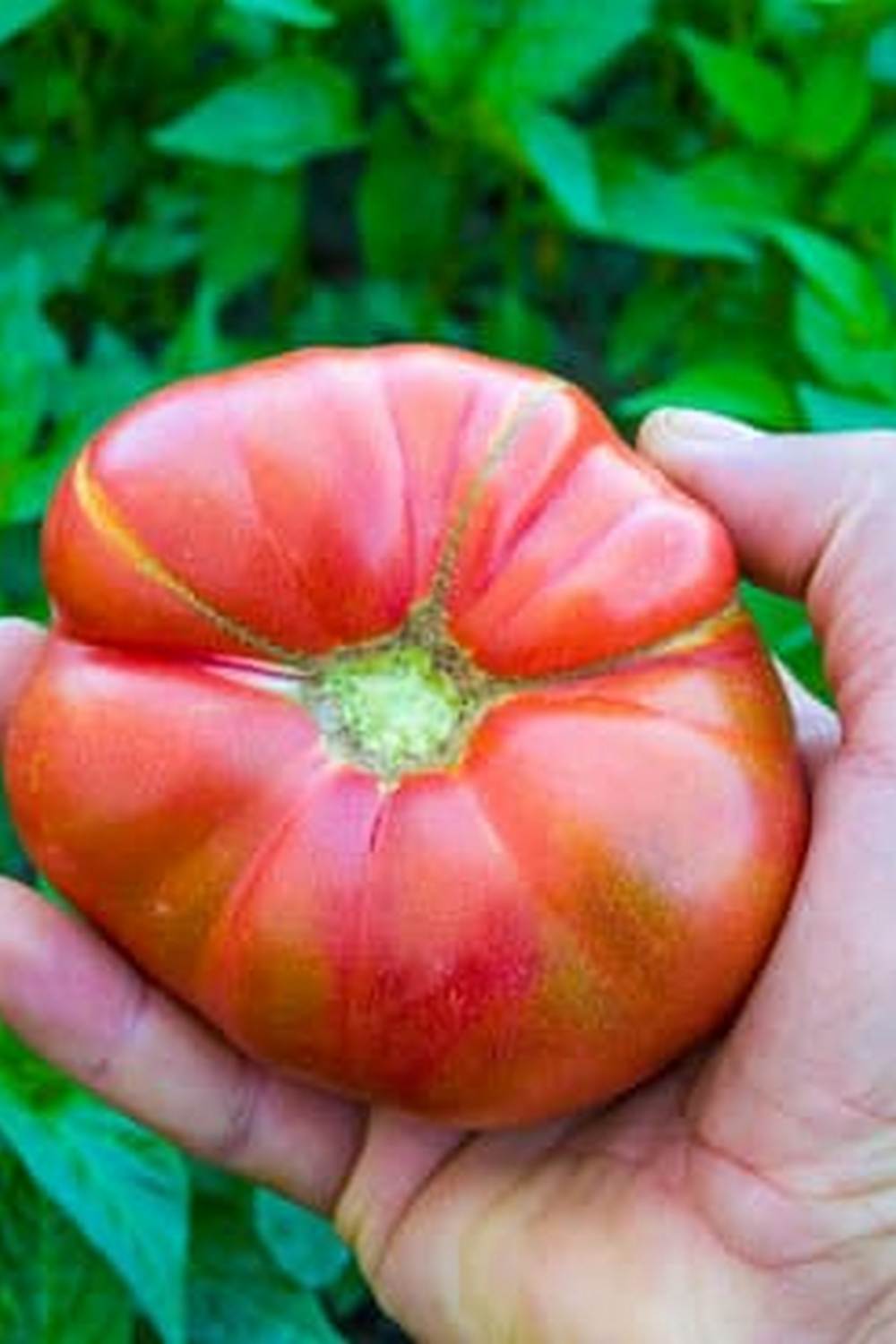 Tips for Growing in the Sunshine State