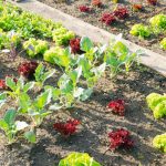 Natural and nutrient-rich organic fertilizer for vegetable gardens - the healthy choice for sustainable growth