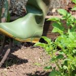 Vibrant home gardening vegetables in beautiful Sri Lanka