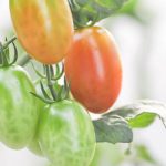 Prevent chipmunk damage to vegetable gardens with these effective methods