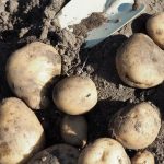 The essential guide to successful vegetable gardening in the Natural State