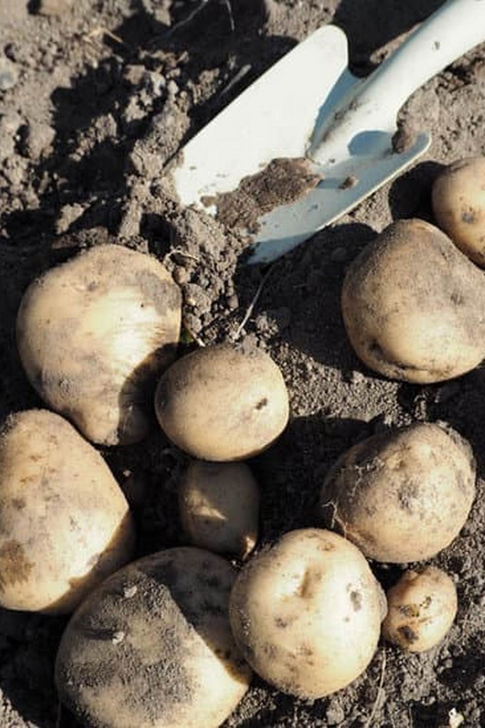 The essential guide to successful vegetable gardening in the Natural State