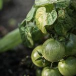 Beautiful and bountiful desi vegetable garden in Houston, Texas