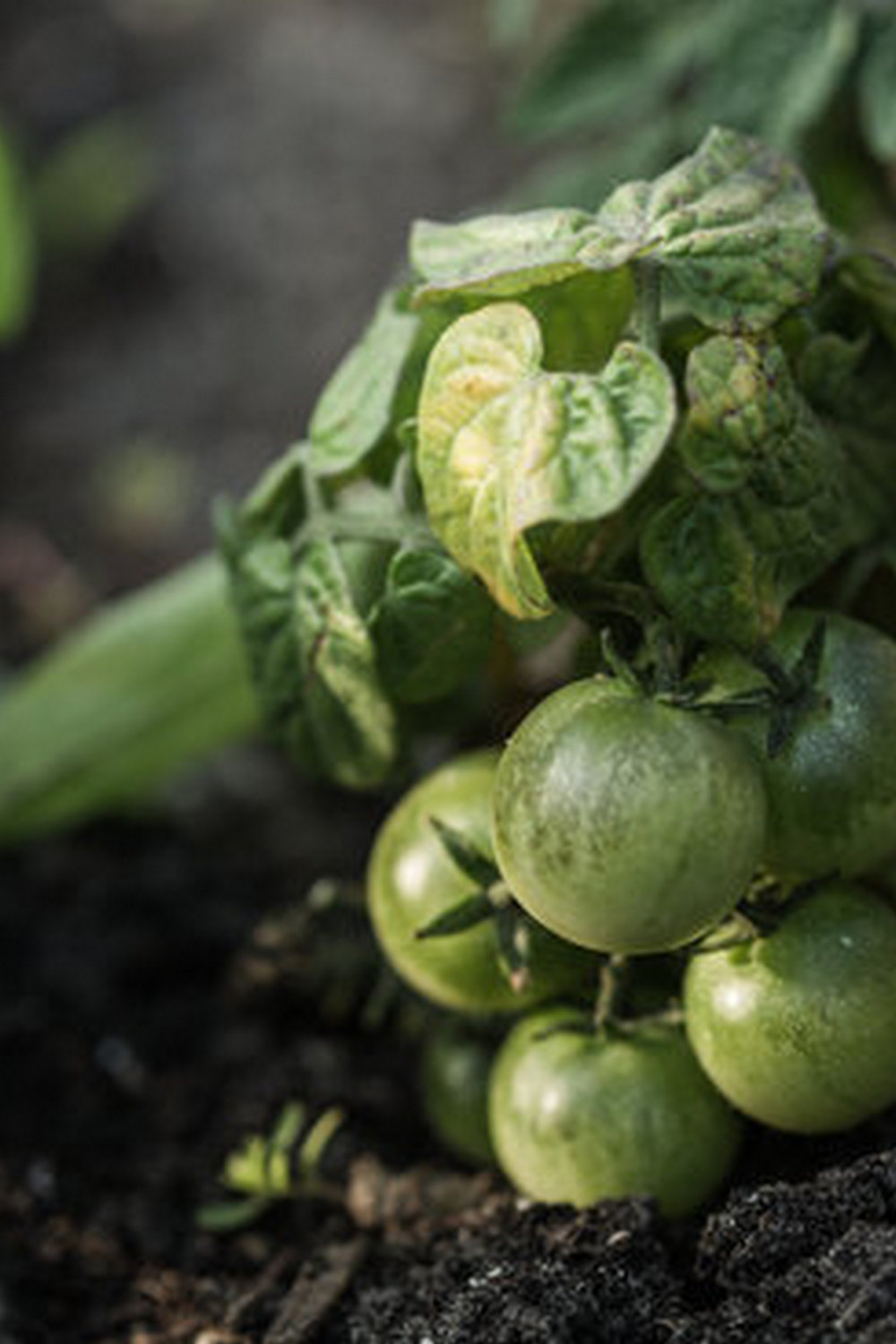 Beautiful and bountiful desi vegetable garden in Houston, Texas