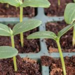 High-quality alfalfa pellets for enriching vegetable gardens with organic nutrients and soil conditioning benefits