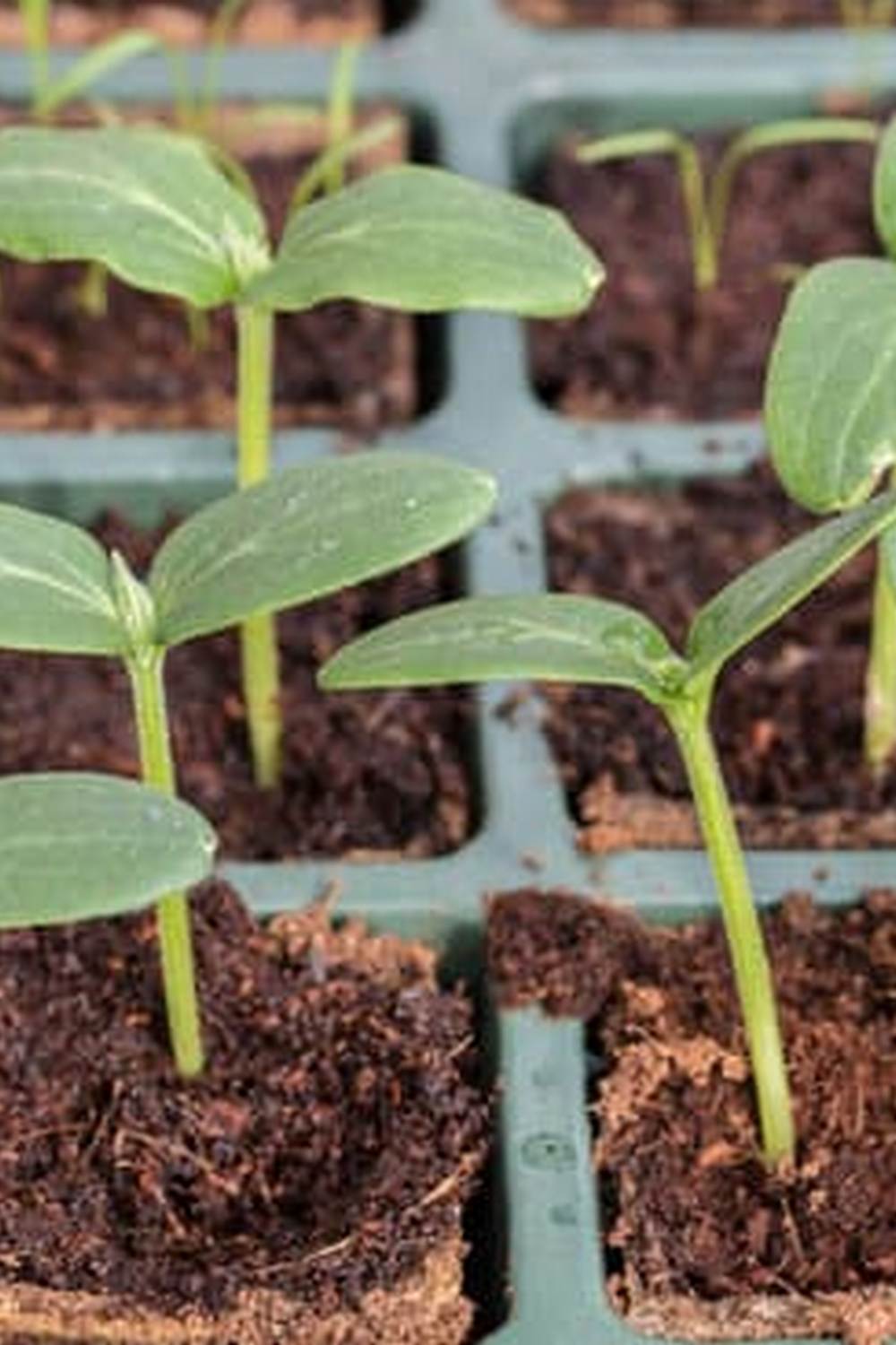 High-quality alfalfa pellets for enriching vegetable gardens with organic nutrients and soil conditioning benefits