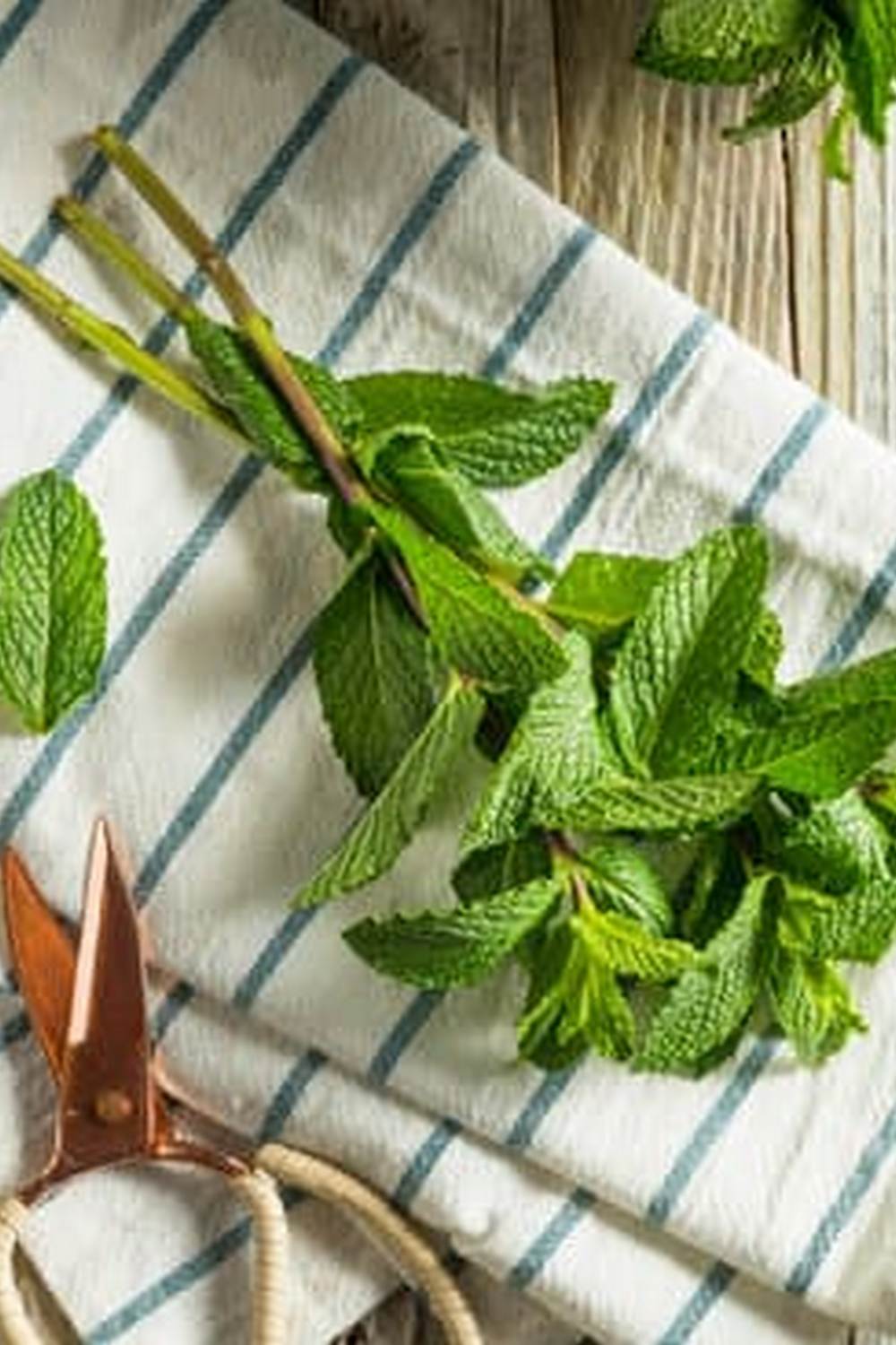 Charming 1950s snapshot of lush, orderly rows of bountiful crops
