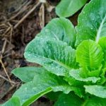 Understanding the impact on urban gardening and local food sustainability