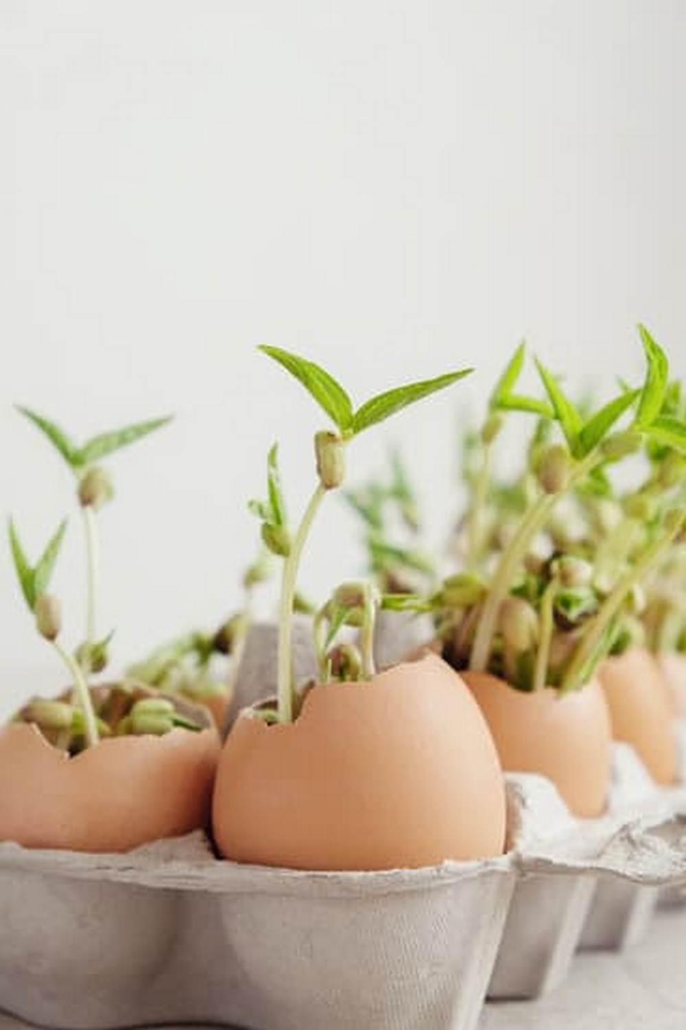 Choosing the Right Size Pots for Vegetable Container Gardening