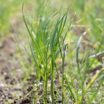 A comprehensive guidebook for novice gardeners