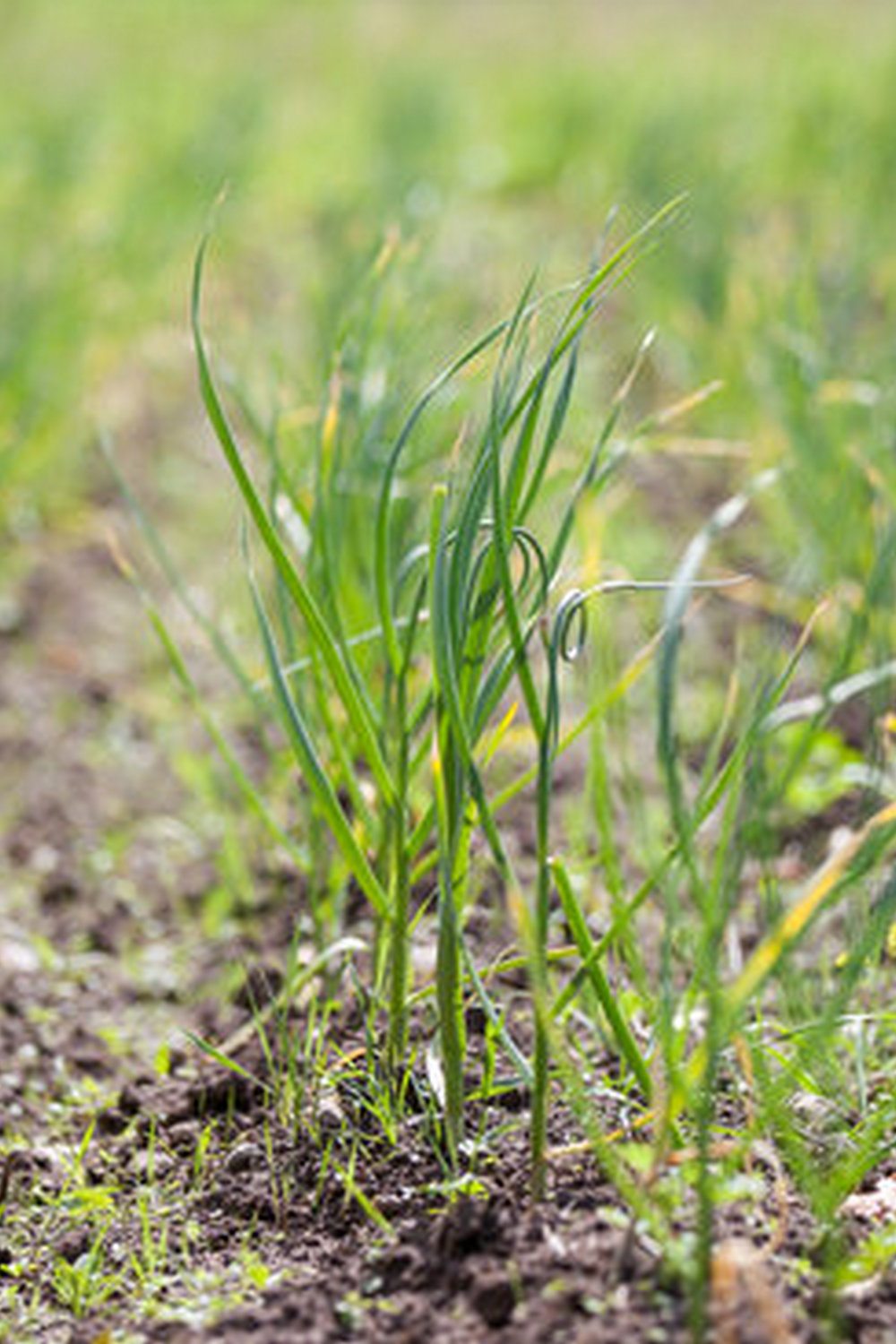 A comprehensive guidebook for novice gardeners