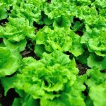 - Diverse selection of perennial vegetables from artichokes to zuiki taro for a gardener's delight