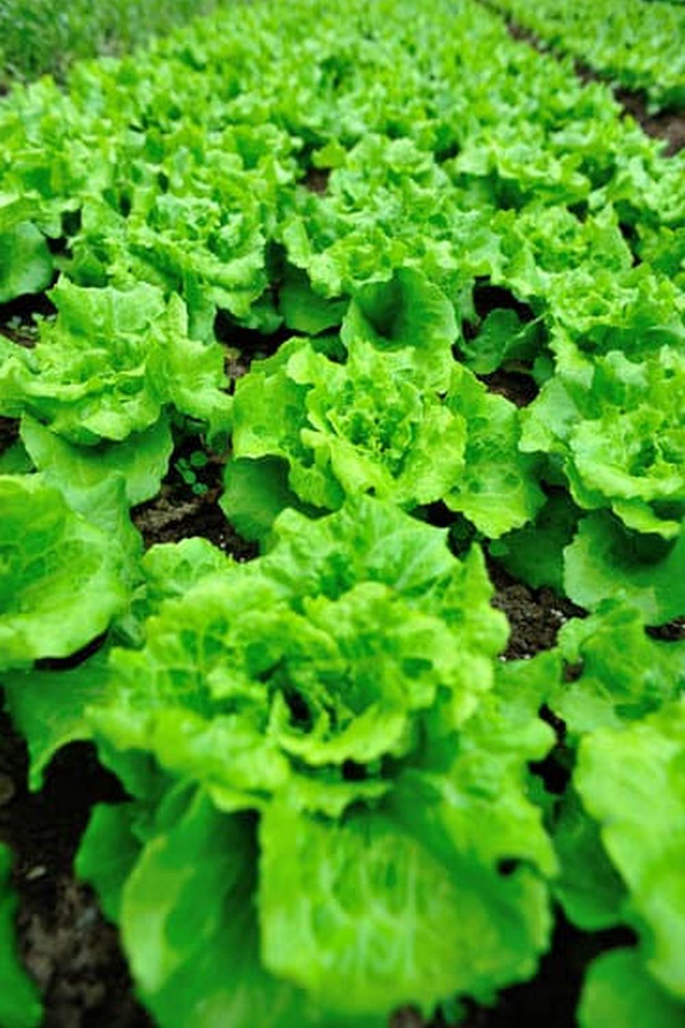 Perennial Vegetables From Artichokes to Zuiki Taro a Gardener'S 1 - Diverse selection of perennial vegetables from artichokes to zuiki taro for a gardener's delight