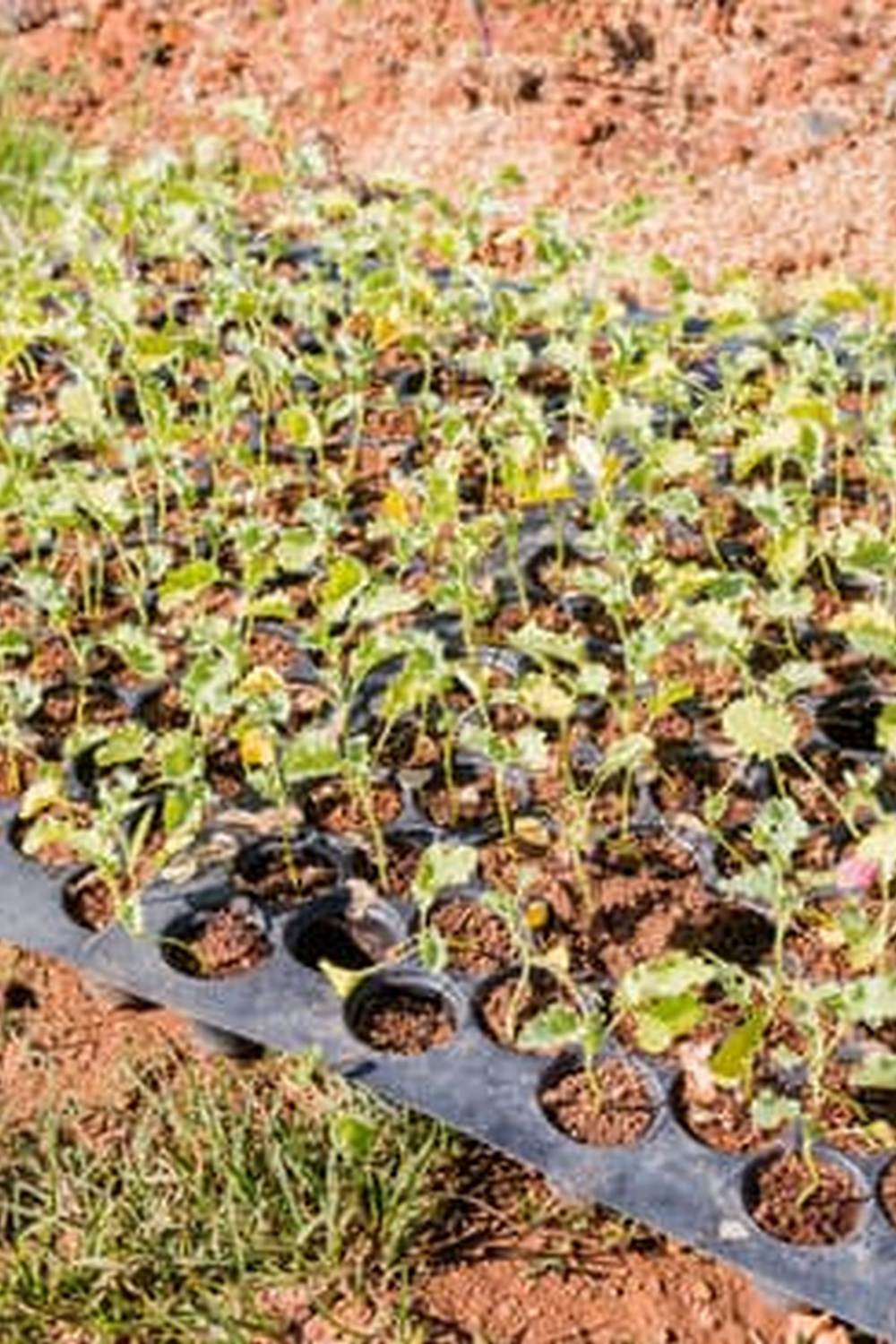Lush vertical gardens with climbing vegetable plants, ideal for small spaces