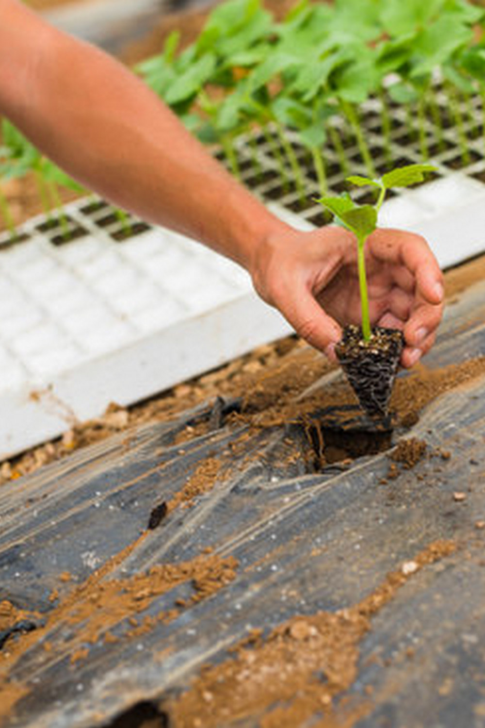 Accessible gardening tool for small flower vegetable gardens - try our free planning app today