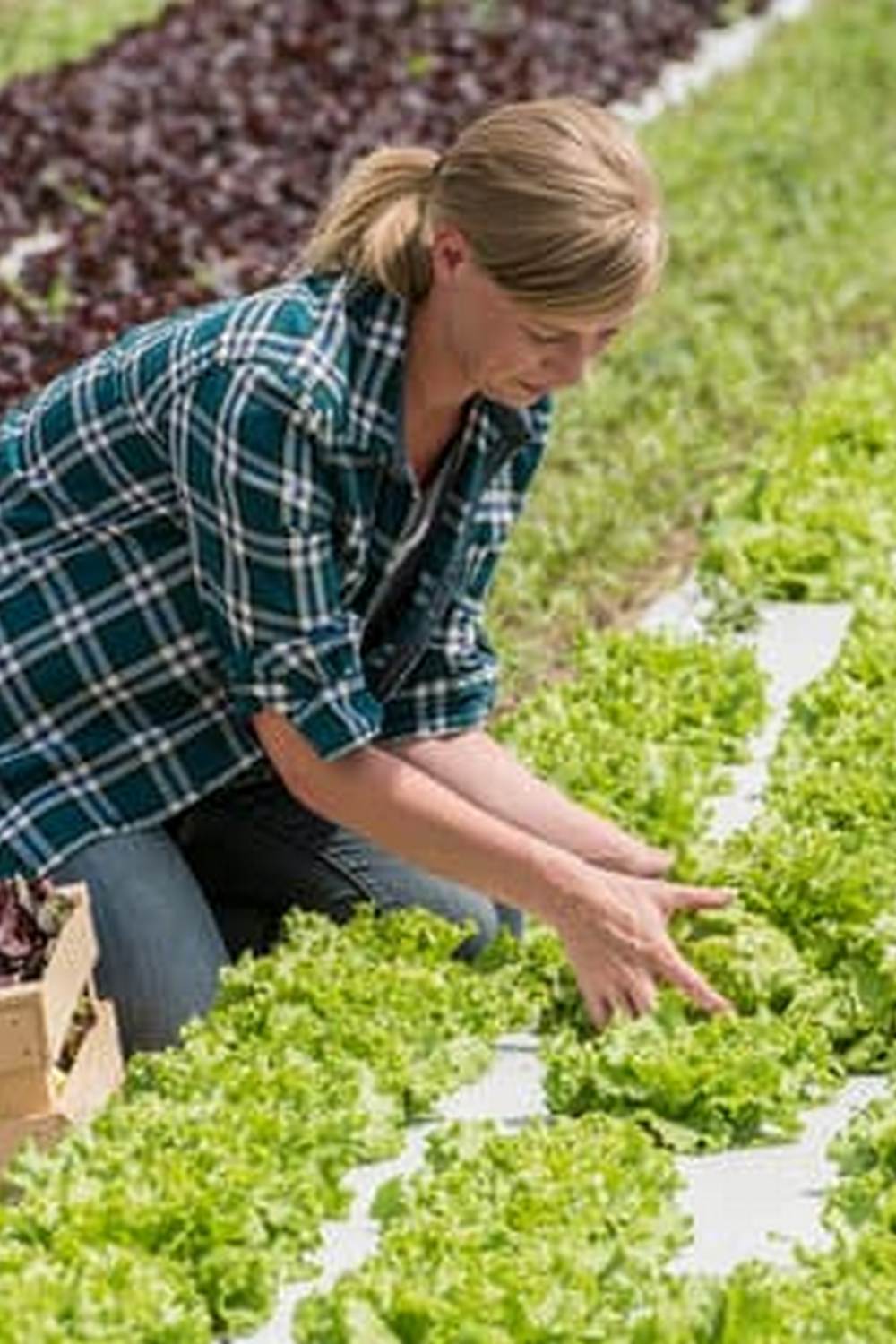 What Are the Advantages of Raised Vegetable Gardens 1 improved drainage, better soil structure, and less bending required for maintenance