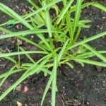 sustainable farming practices in tropical climate, diverse produce, community-focused