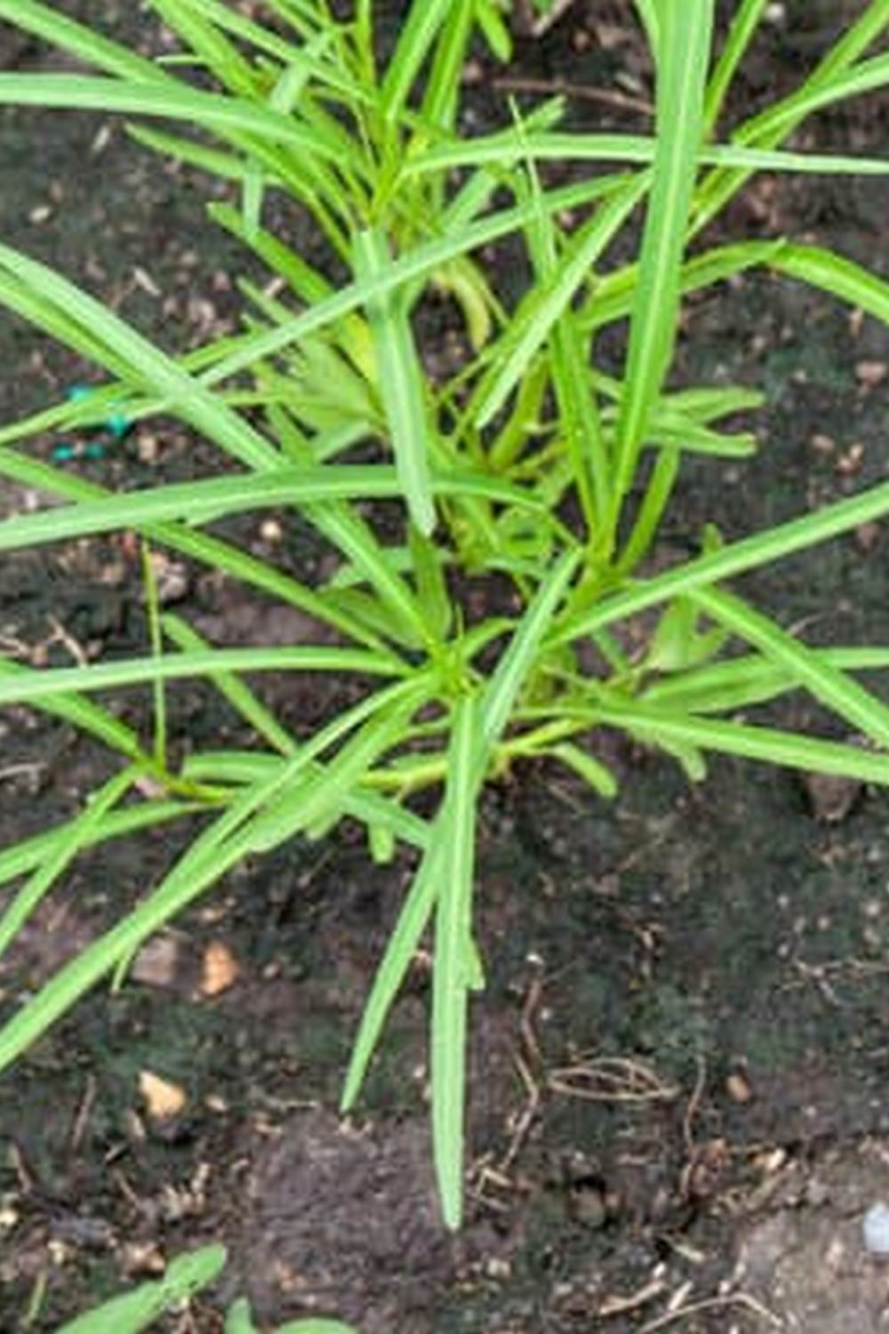 sustainable farming practices in tropical climate, diverse produce, community-focused