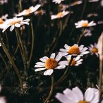 aiding seed growth and protecting young plants from the elements