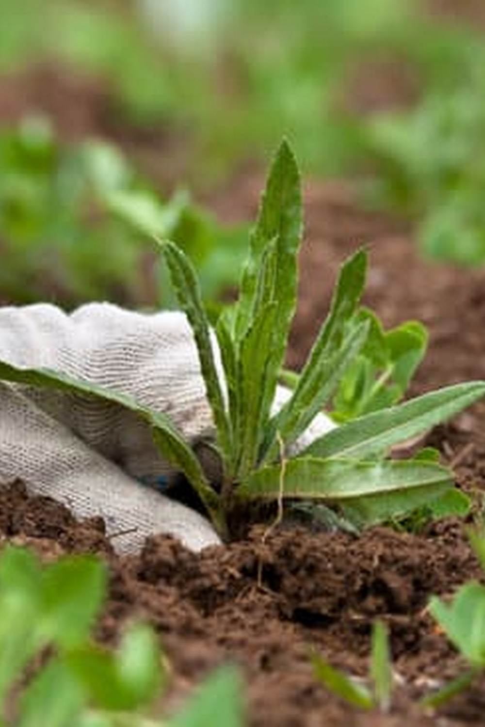 Tips for Successful Small Space Growing