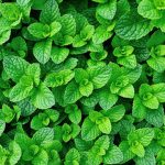 optimal for vegetable gardens