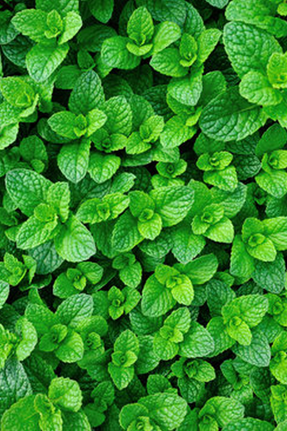 optimal for vegetable gardens