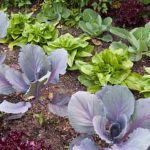 A guide to year-round gardening success, suitable for all skill levels