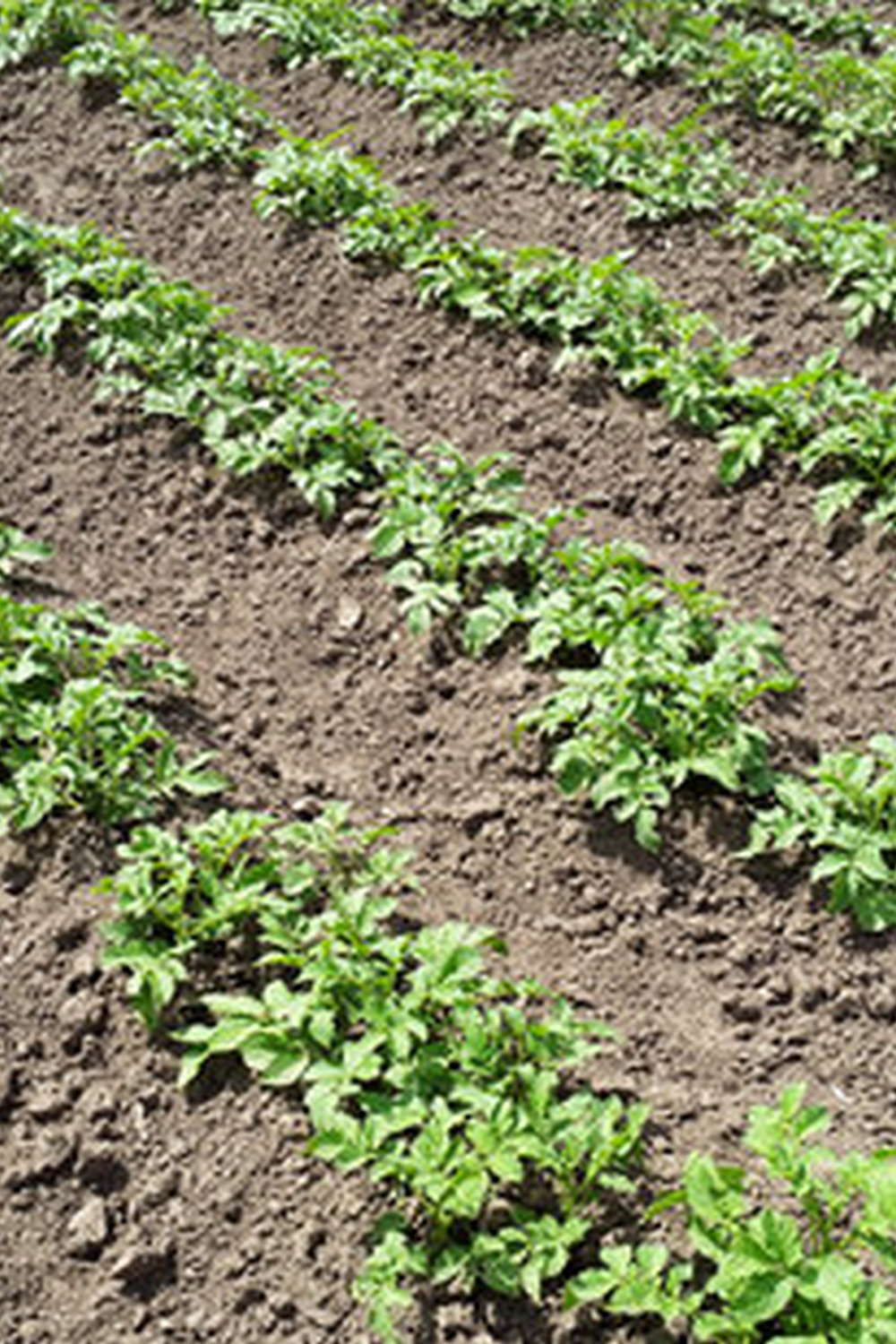 Are Earthworms Good For Vegetable Gardens — Vegetable Gardening News