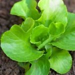 Explore picturesque vegetable gardens with historical significance