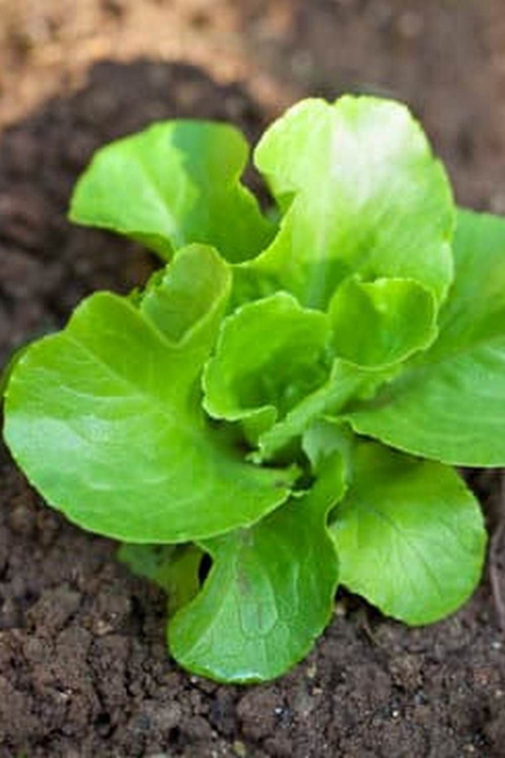 Explore picturesque vegetable gardens with historical significance