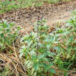 limited space, soil quality, and access to resources