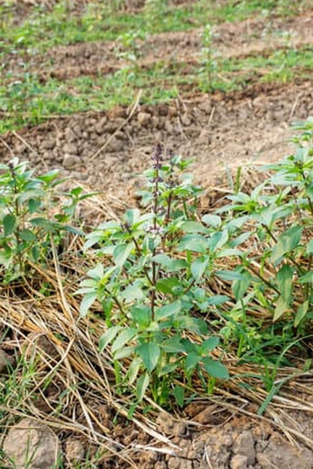 limited space, soil quality, and access to resources