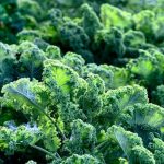 'Building Raised Vegetable Gardens - Step-by-Step Guide to Constructing Your Own Garden Beds.'