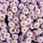 Organic Vegetable Gardening in Raised Beds – Sustainable and Space-Saving Design